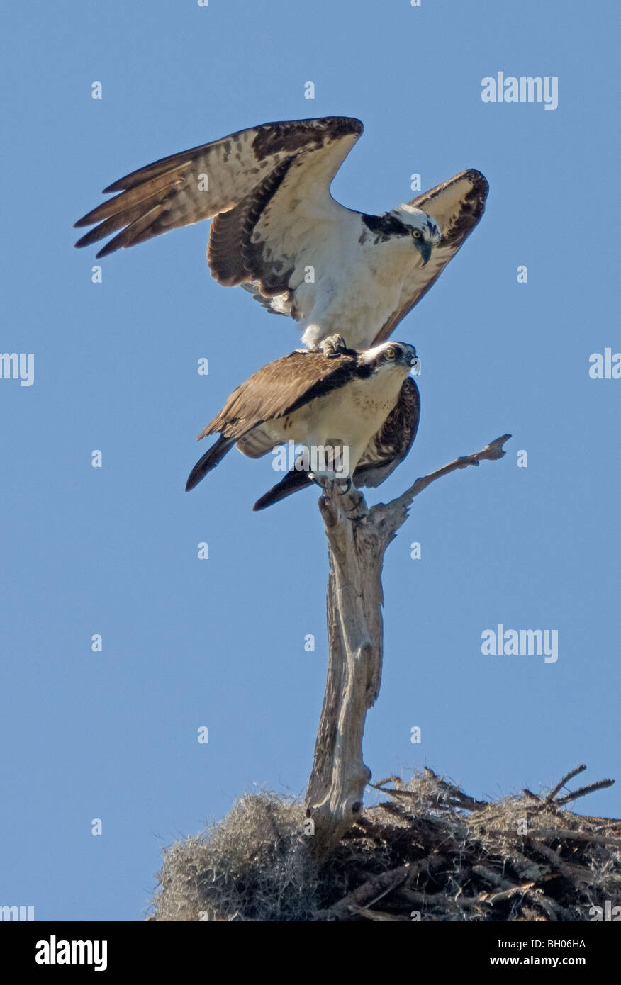 Mating Ospreys Pandion haliaetus Stock Photo Alamy