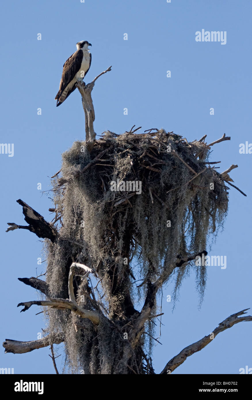 Osprey at Nest Stock Photo Alamy
