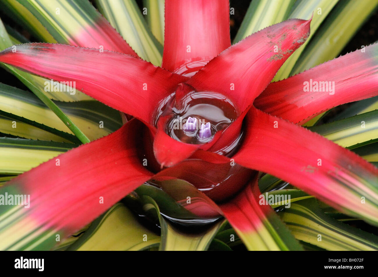 Neoregelia carolinae 'Tricolor' Stock Photo