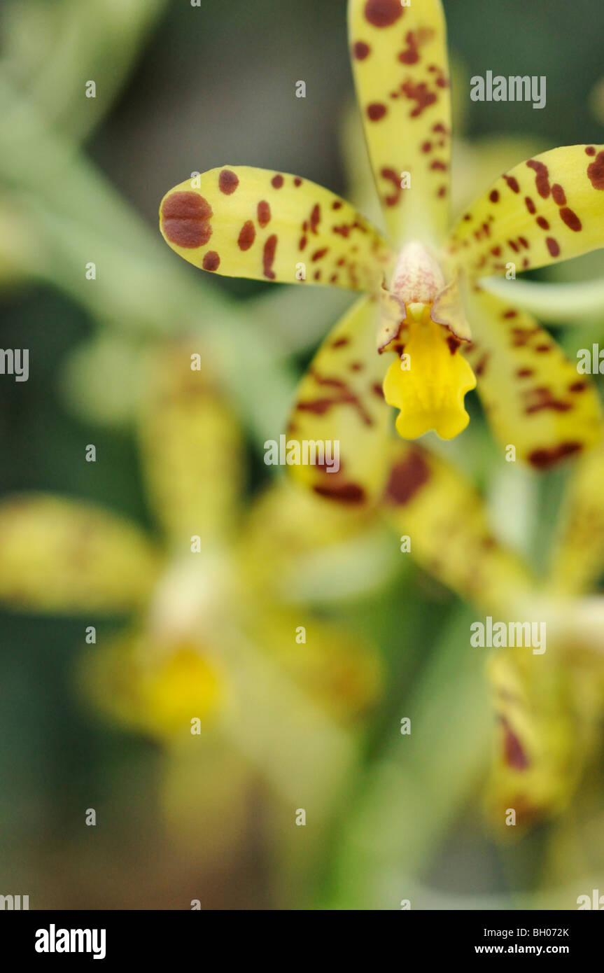 African ansellia (Ansellia africana) Stock Photo