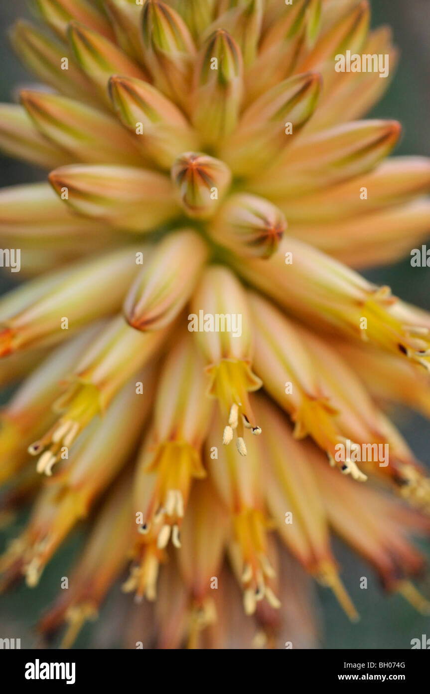Aloe (Aloe rubroviolacea) Stock Photo
