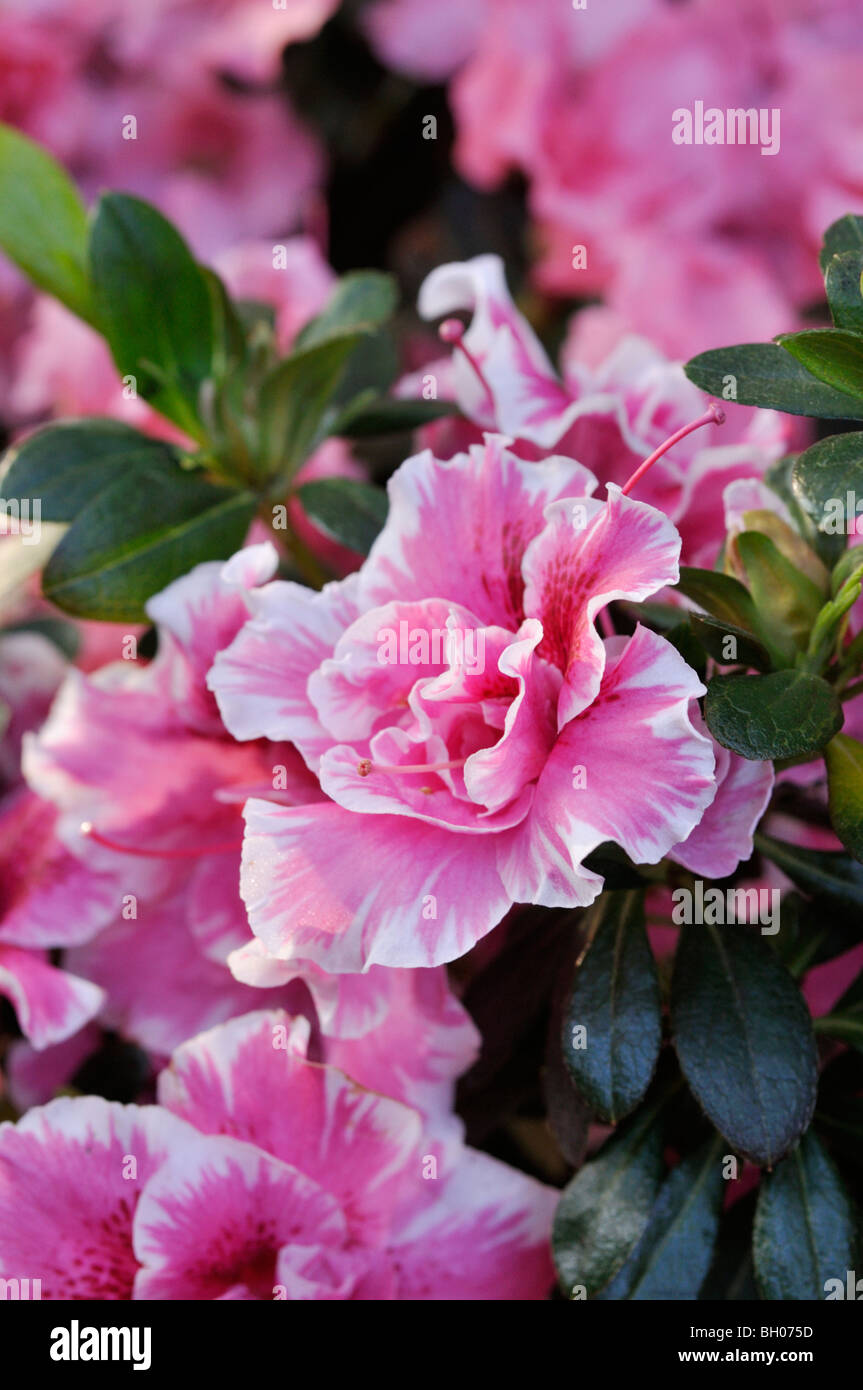 Indian azalea (Rhododendron simsii Stock Photo Alamy