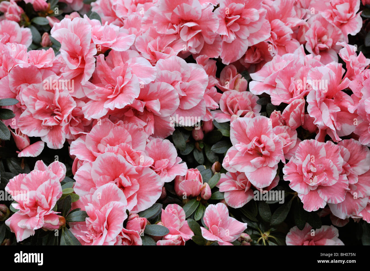 Indian azalea (Rhododendron simsii 'Doberlug' Stock Photo Alamy