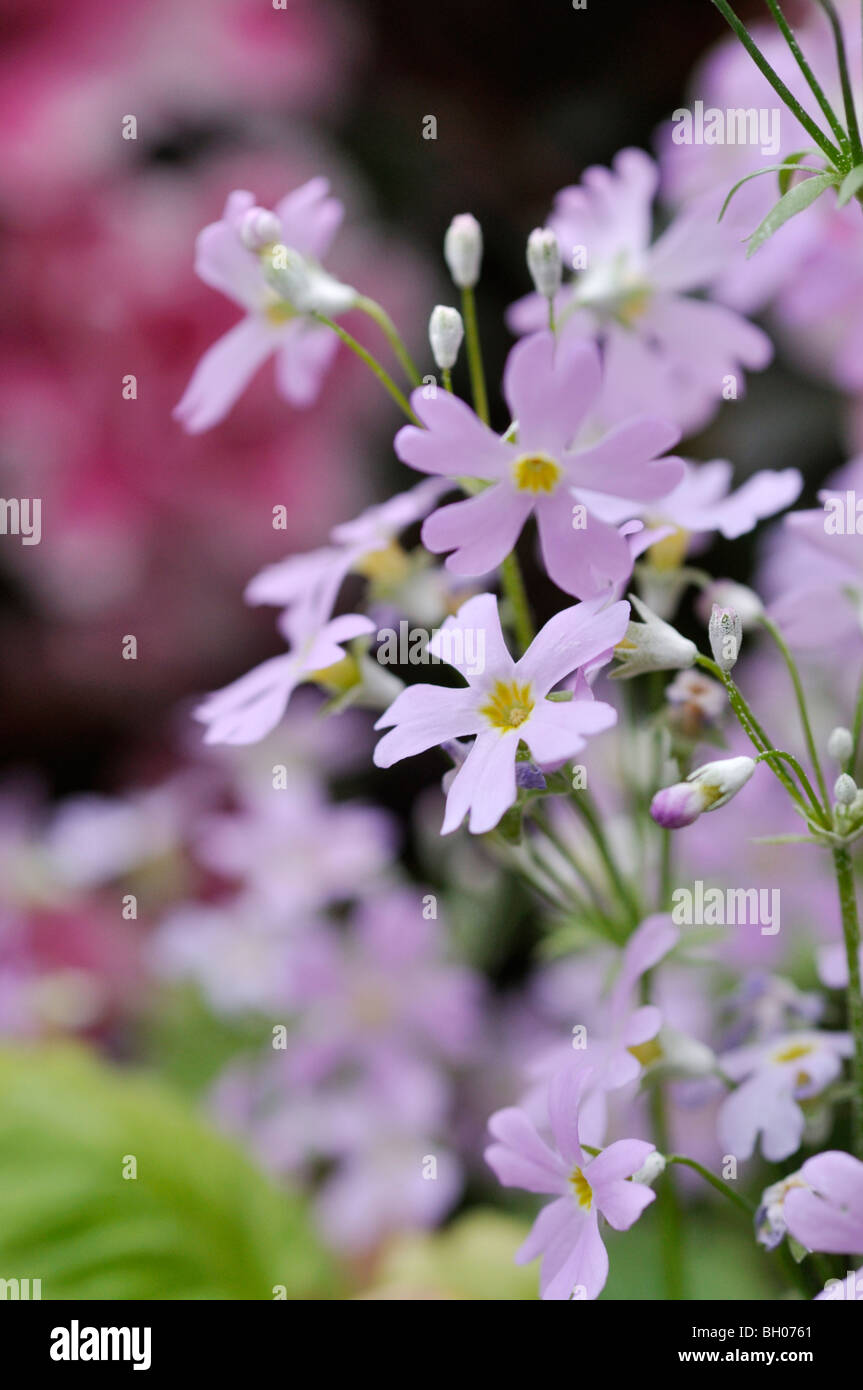 Fairy primrose (Primula malacoides) Stock Photo