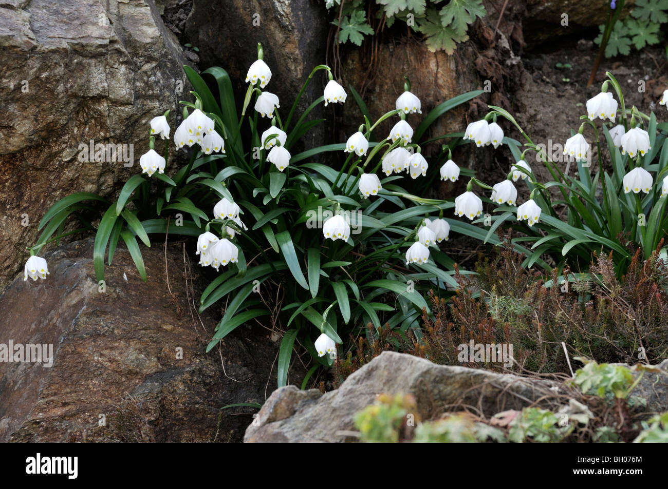 Spring snowflake (Leucojum vernum) Stock Photo