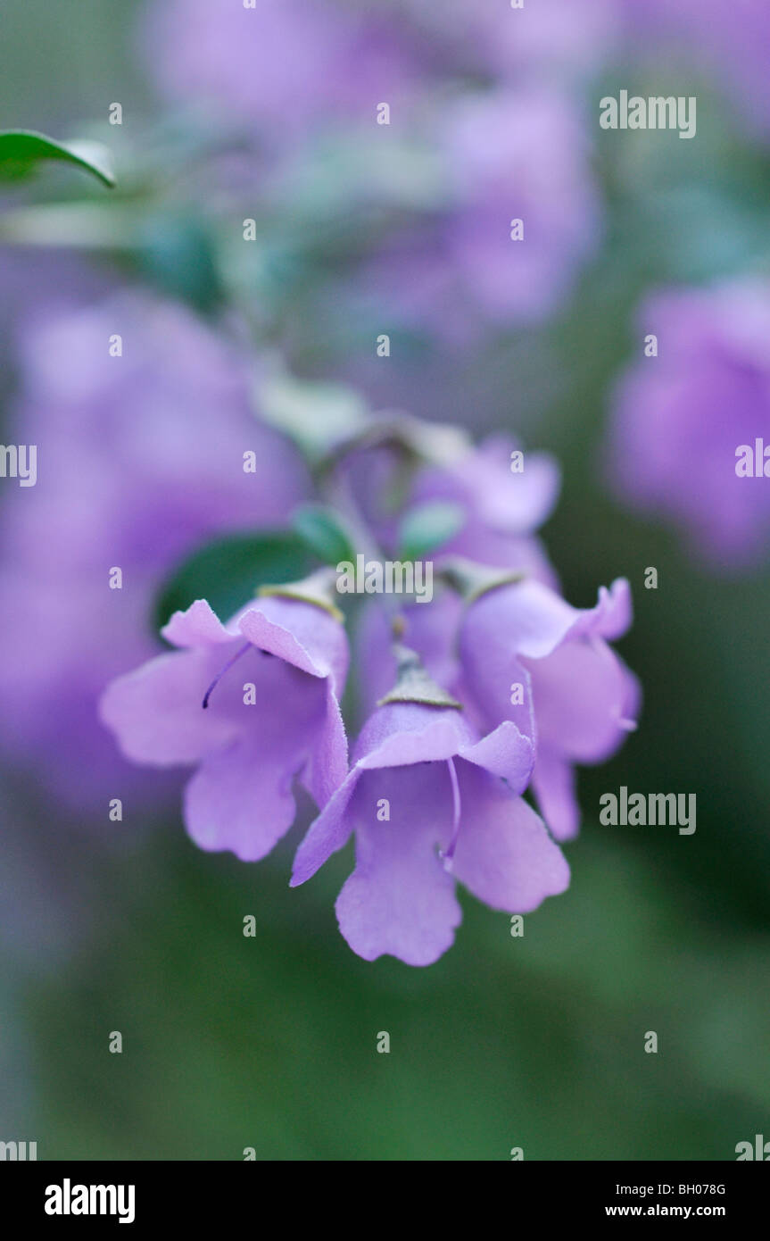 Round-leaved mint bush (Prostanthera rotundifolia) Stock Photo