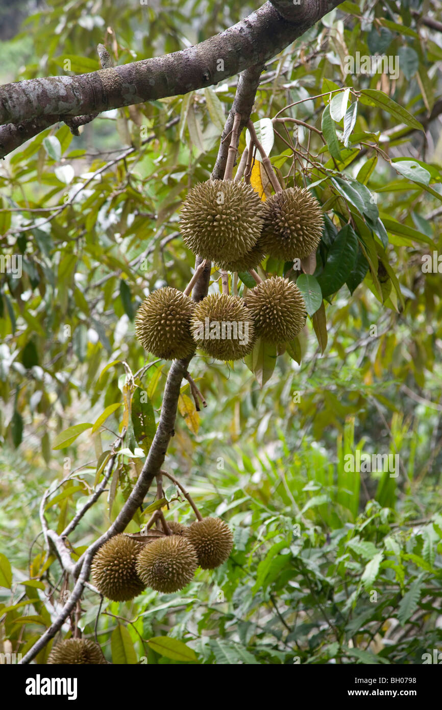 Wild durian fruit growing in the forest. Durio sp. Stock Photo