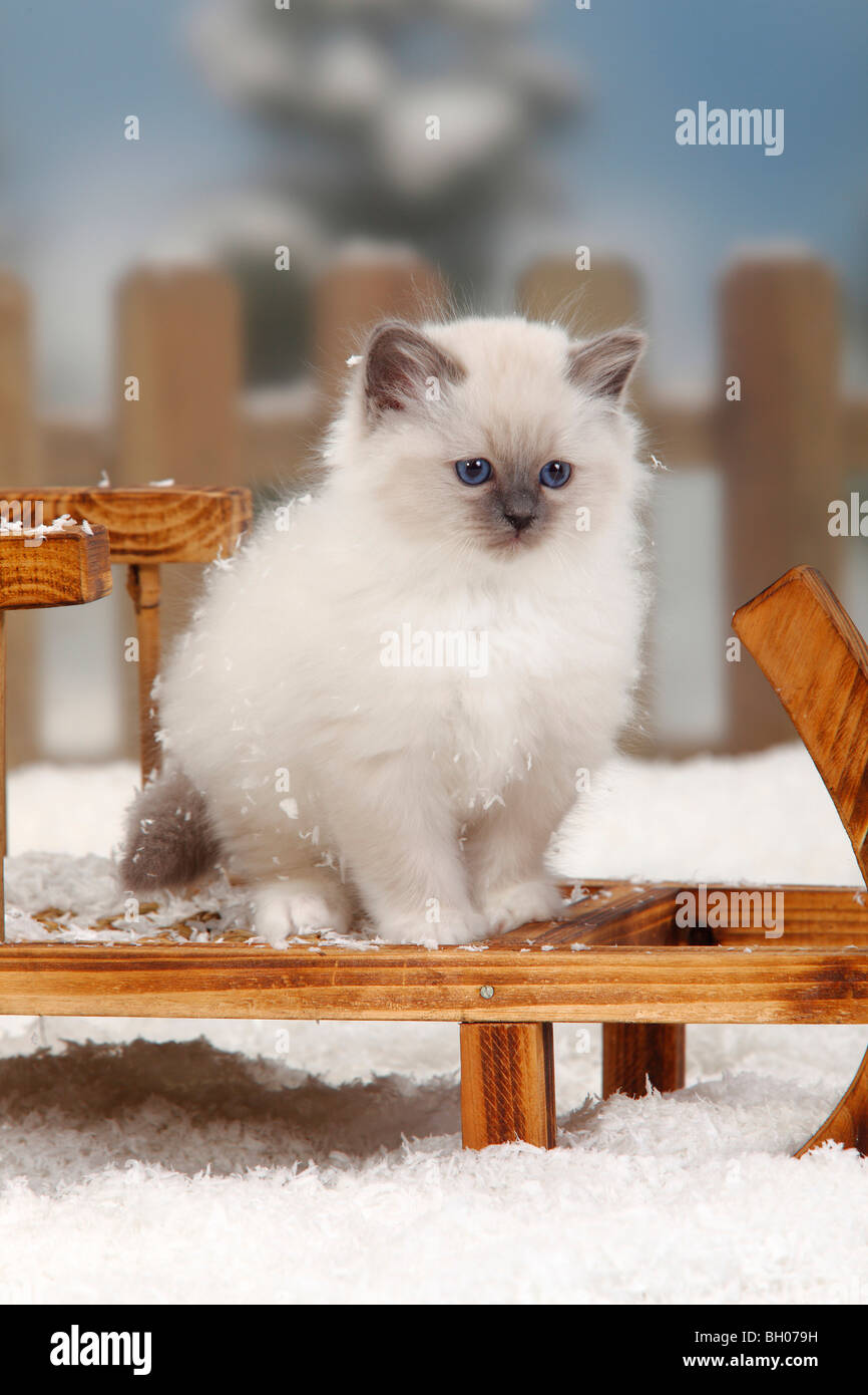 Sacred Cat of Birma, kitten, 8 weeks / Birman Stock Photo - Alamy