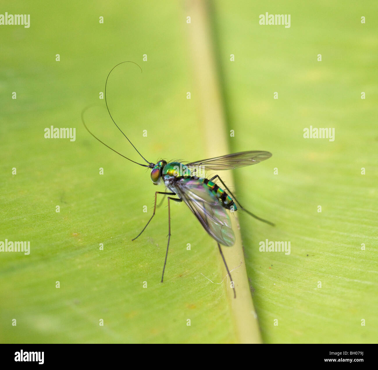 Long Legged Fly (Dolichopodidae) Bali, Indonesia Stock Photo
