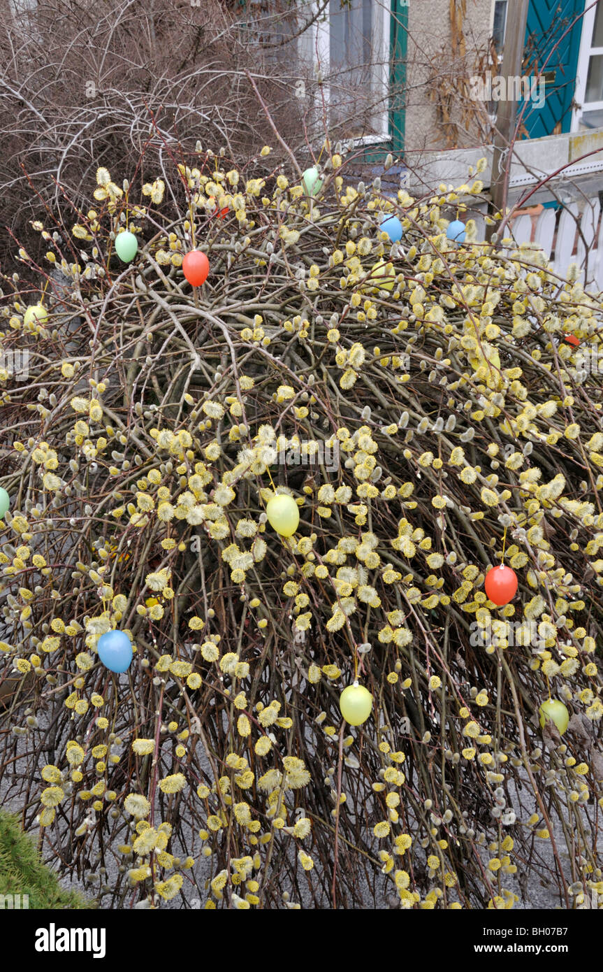 Willow (Salix) with Easter eggs Stock Photo