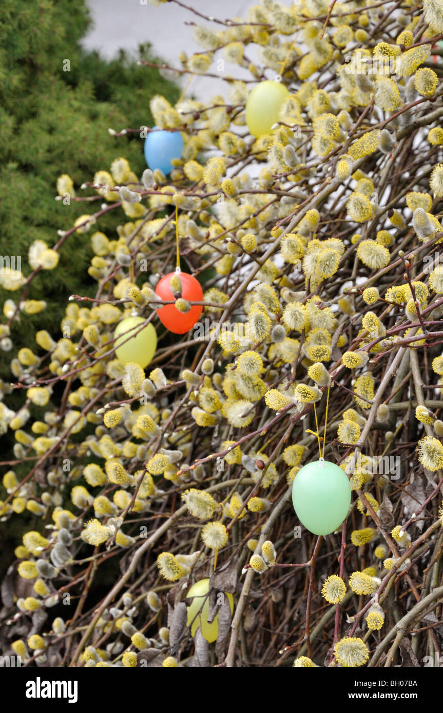 Willow (Salix) with Easter eggs Stock Photo