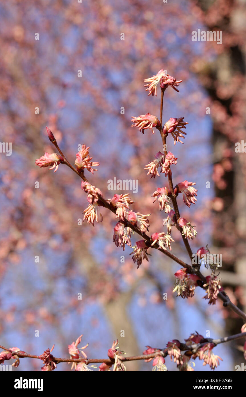 Katsura tree (Cercidiphyllum japonicum) with male flowers Stock Photo