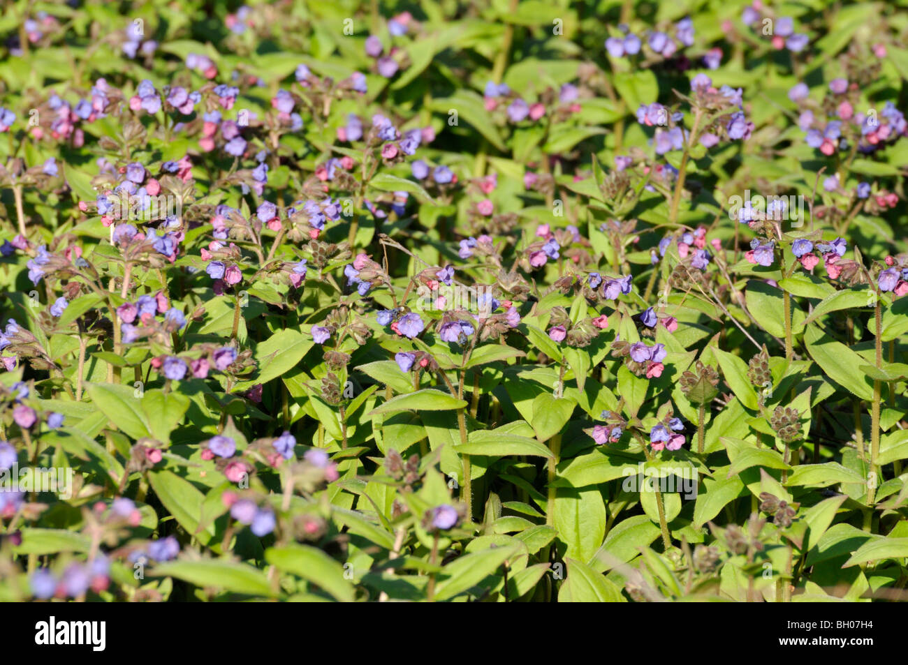 Blue lungwort (Pulmonaria angustifolia) Stock Photo