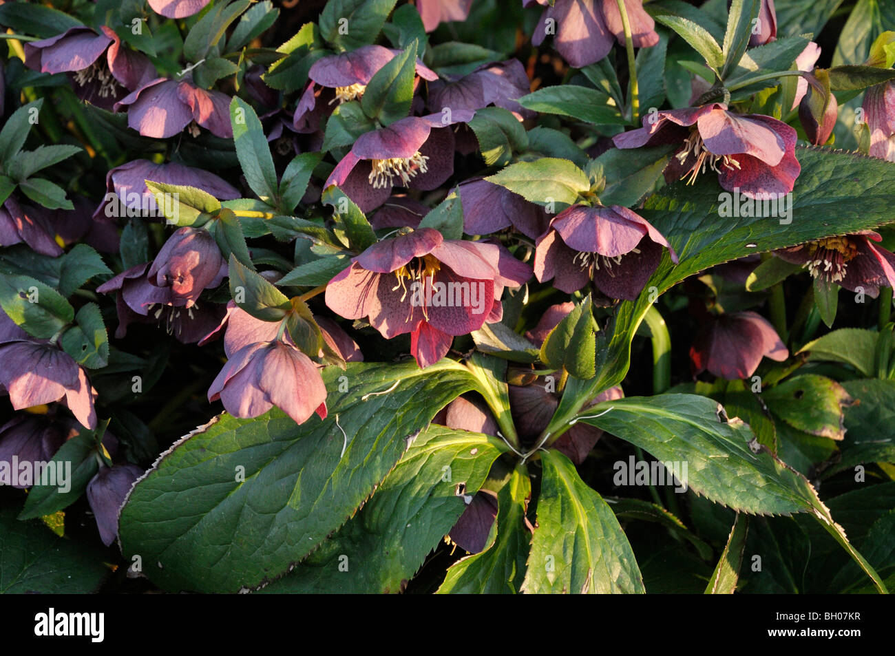 Night queen flower hi-res stock photography and images - Alamy