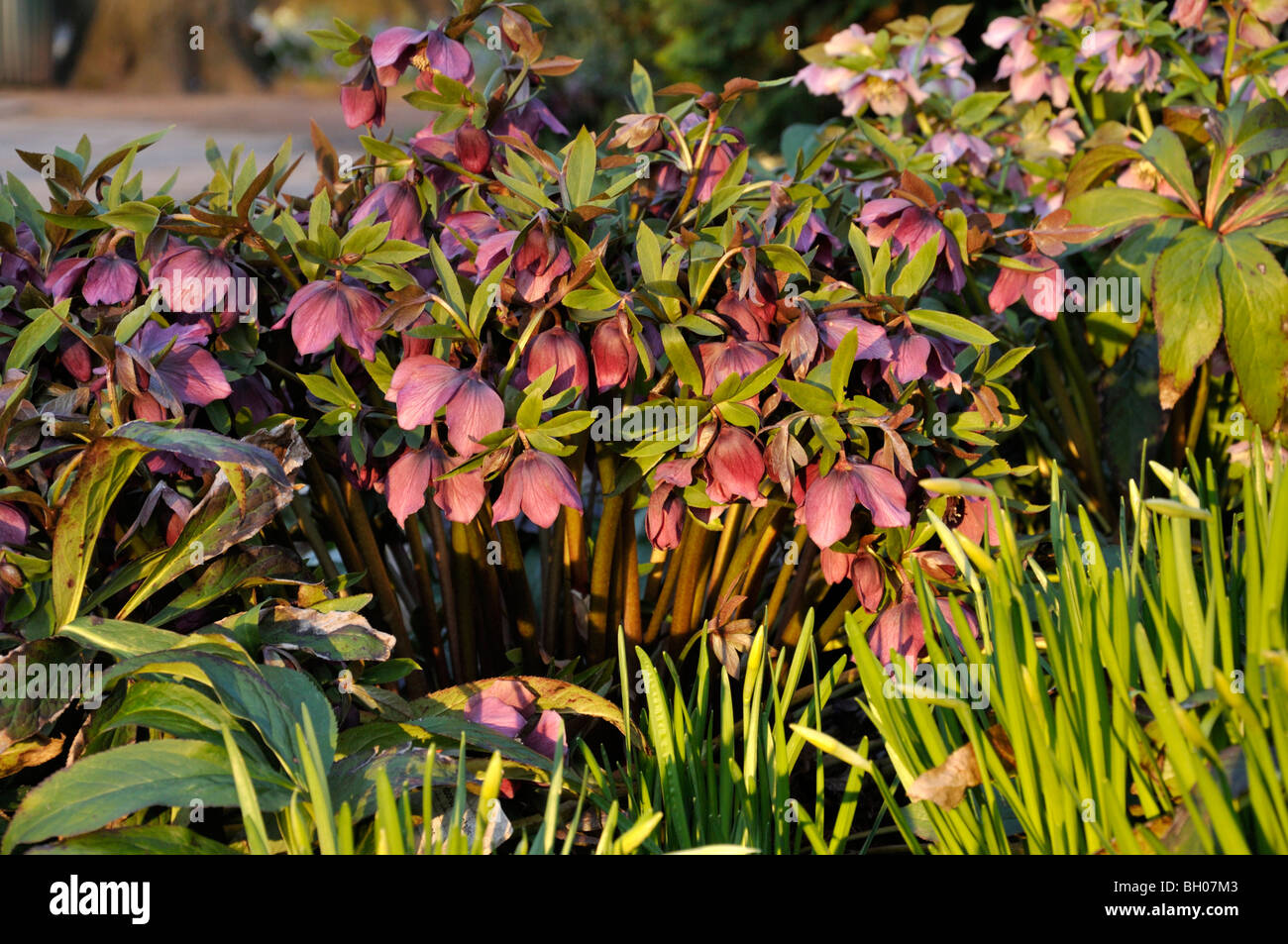 Lenten rose (Helleborus orientalis 'Queen of the Night' Stock Photo Alamy