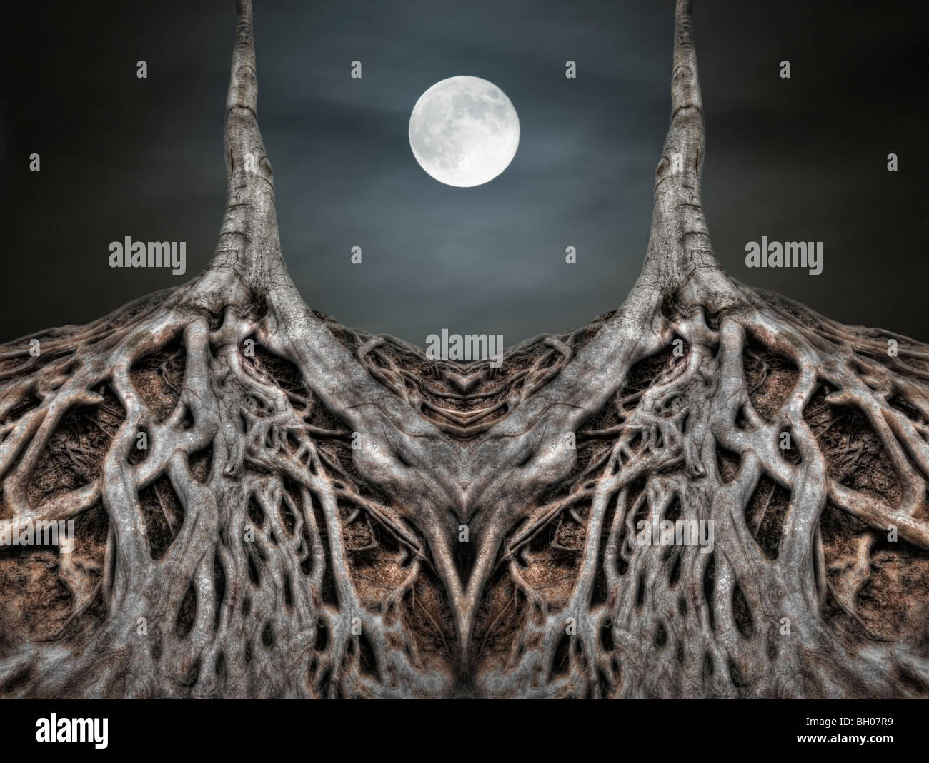 Moon Tree Root Composite image of Moon and exposed tree roots in Falls Park Stock ...