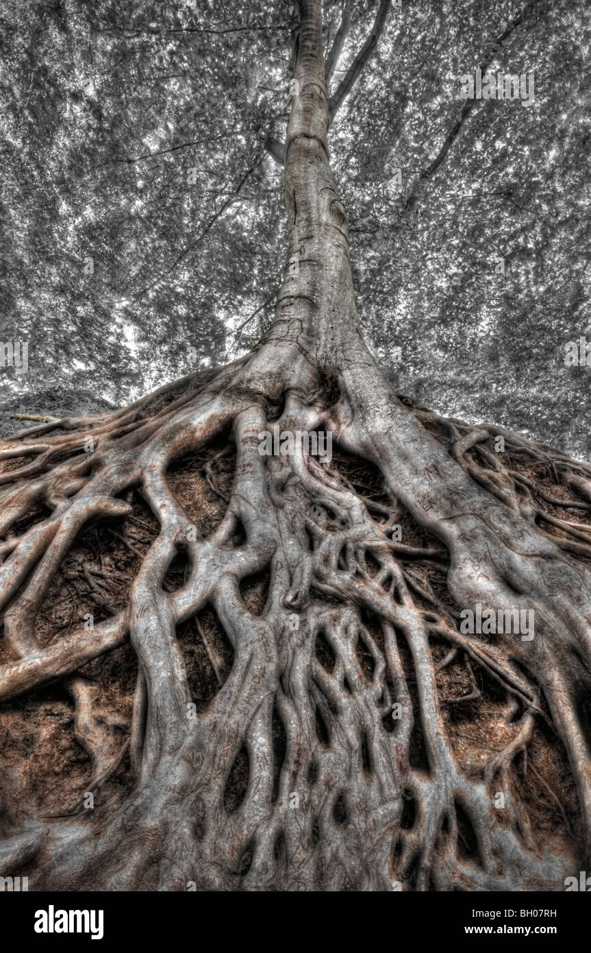 HDR or High Dynamic Range image of exposed tree roots in Falls Park ...