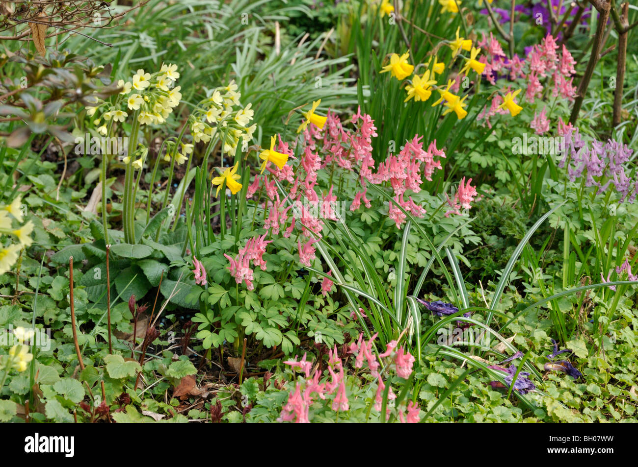 Corydalis, daffodil (Narcissus) and primrose (Primula) Stock Photo