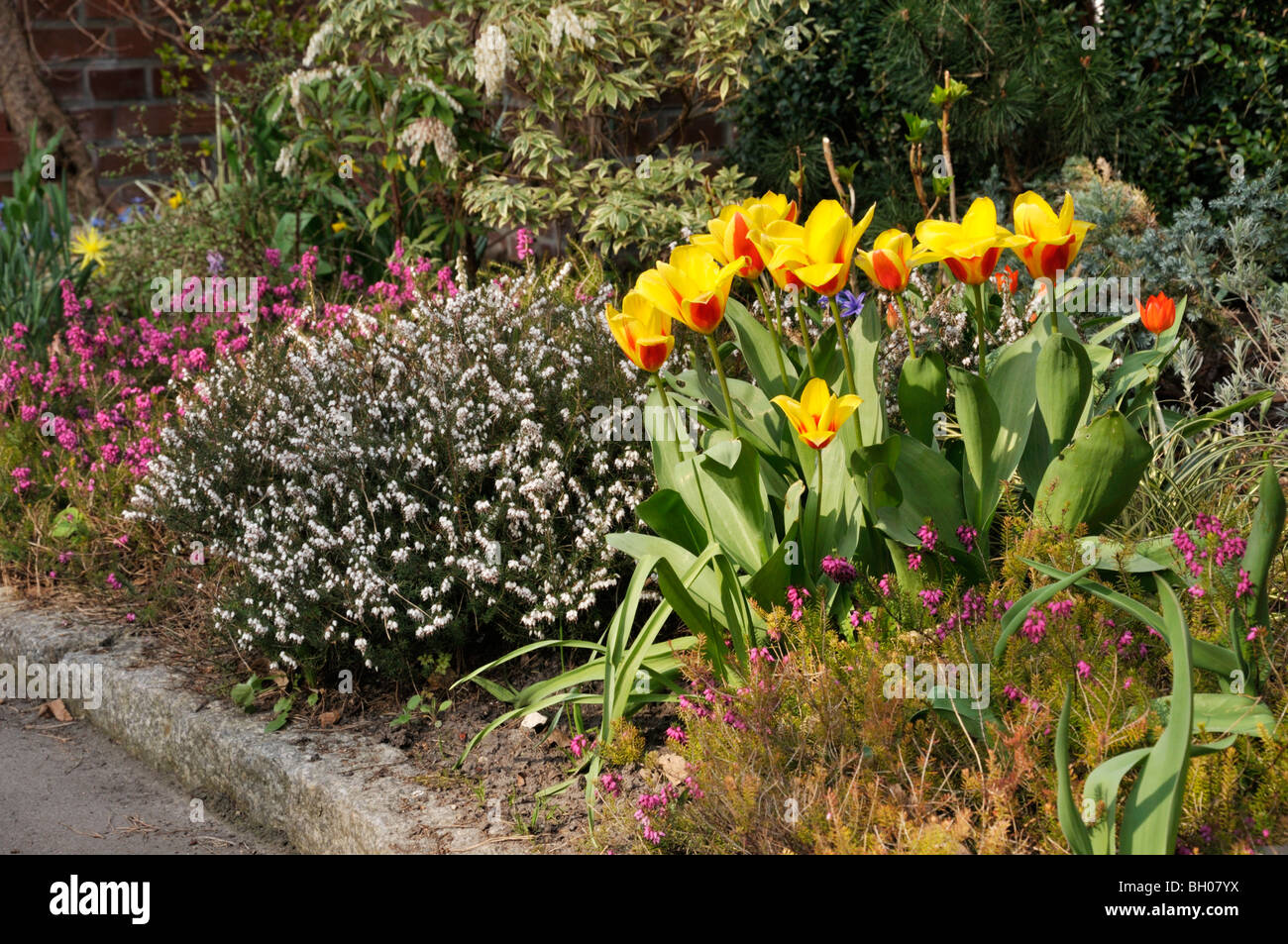 Tulip (Tulipa) and winter heather (Erica carnea syn. Erica herbacea) Stock Photo