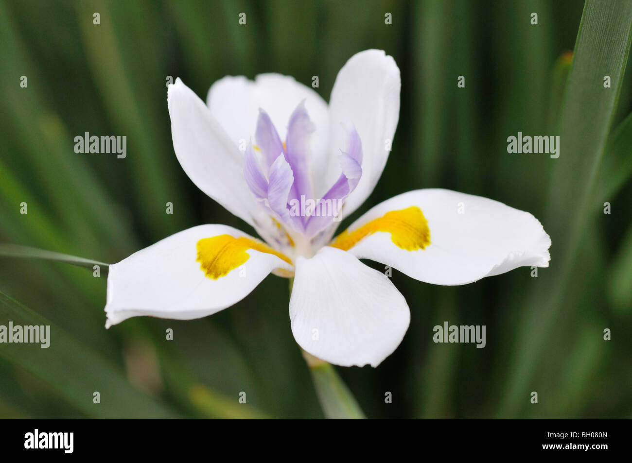 Fairy iris (Dietes grandiflora) Stock Photo