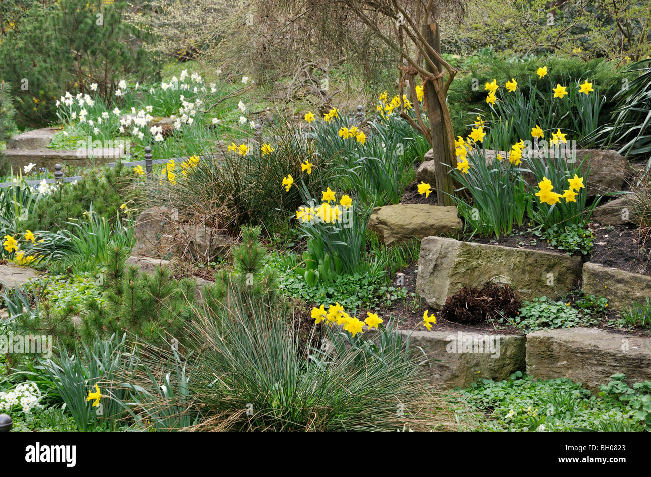 Rockery with daffodils Stock Photo