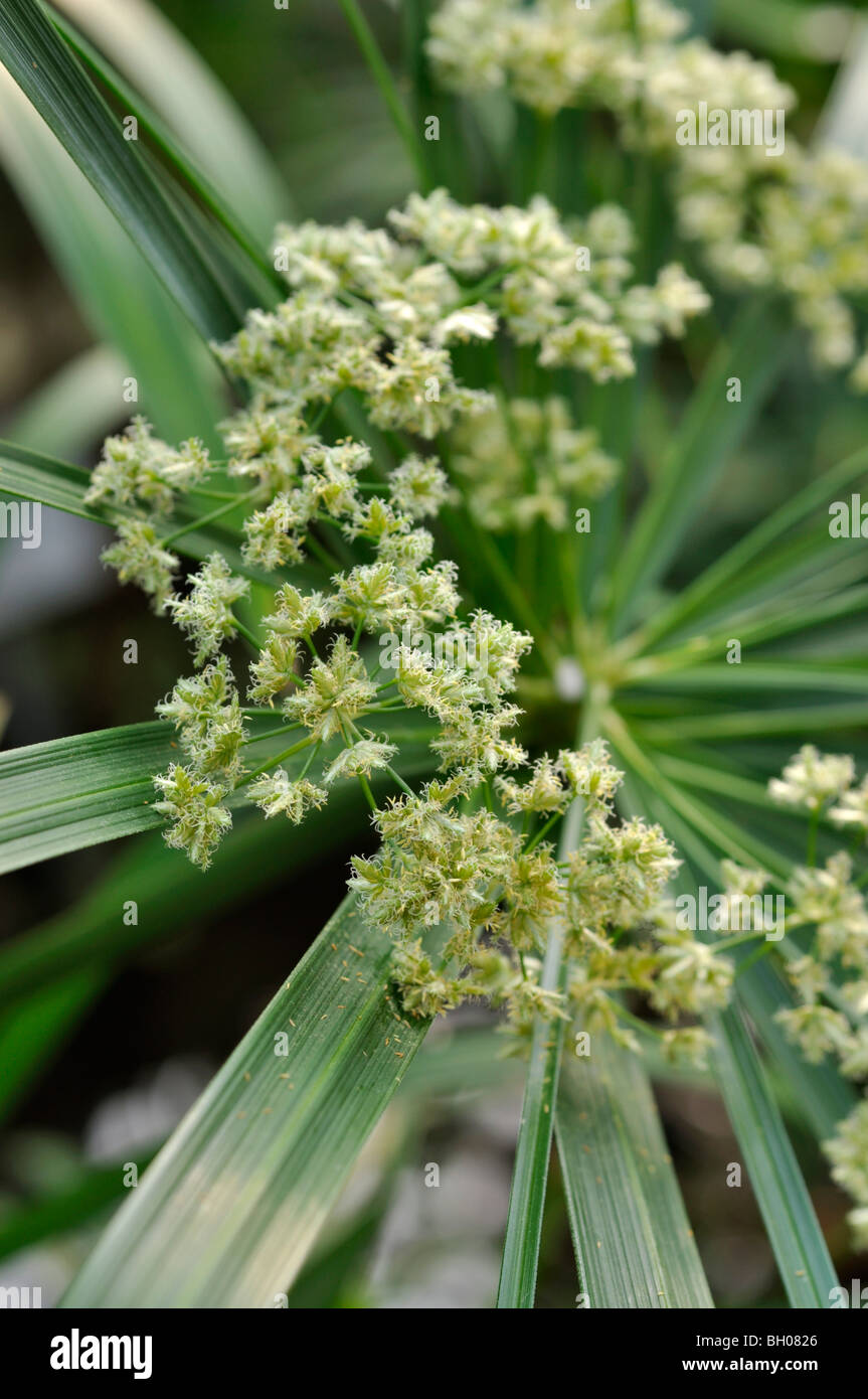 Umbrella plant (Cyperus alternifolius) Stock Photo