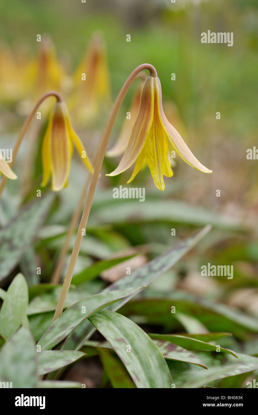 Yellow dog's tooth violet (Erythronium americanum Stock Photo Alamy