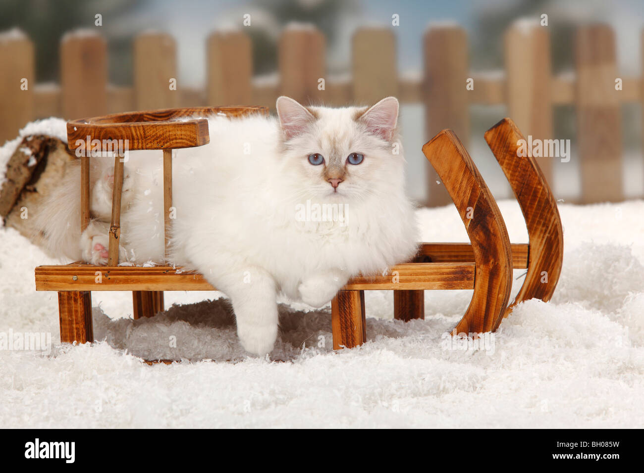 Sacred Cat of Birma, tomcat, chocolate-tabby-point / Birman, toboggan Stock Photo