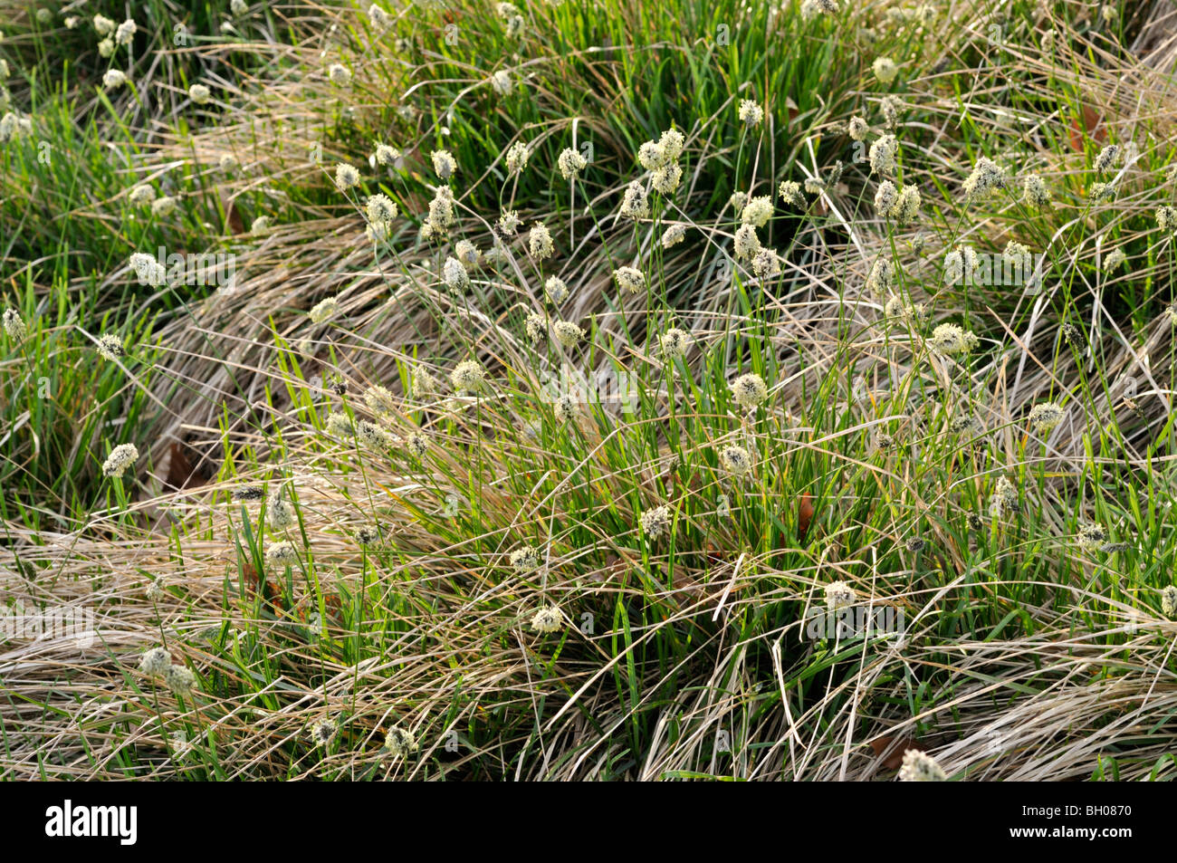 Balkan blue grass (Sesleria heufleriana) Stock Photo