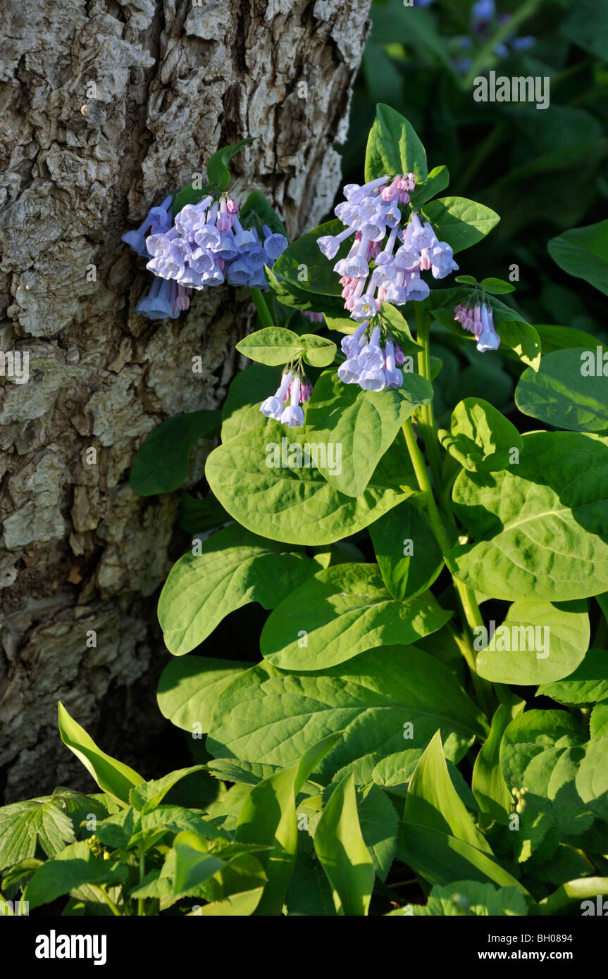 Virginia bluebells (Mertensia virginica) Stock Photo