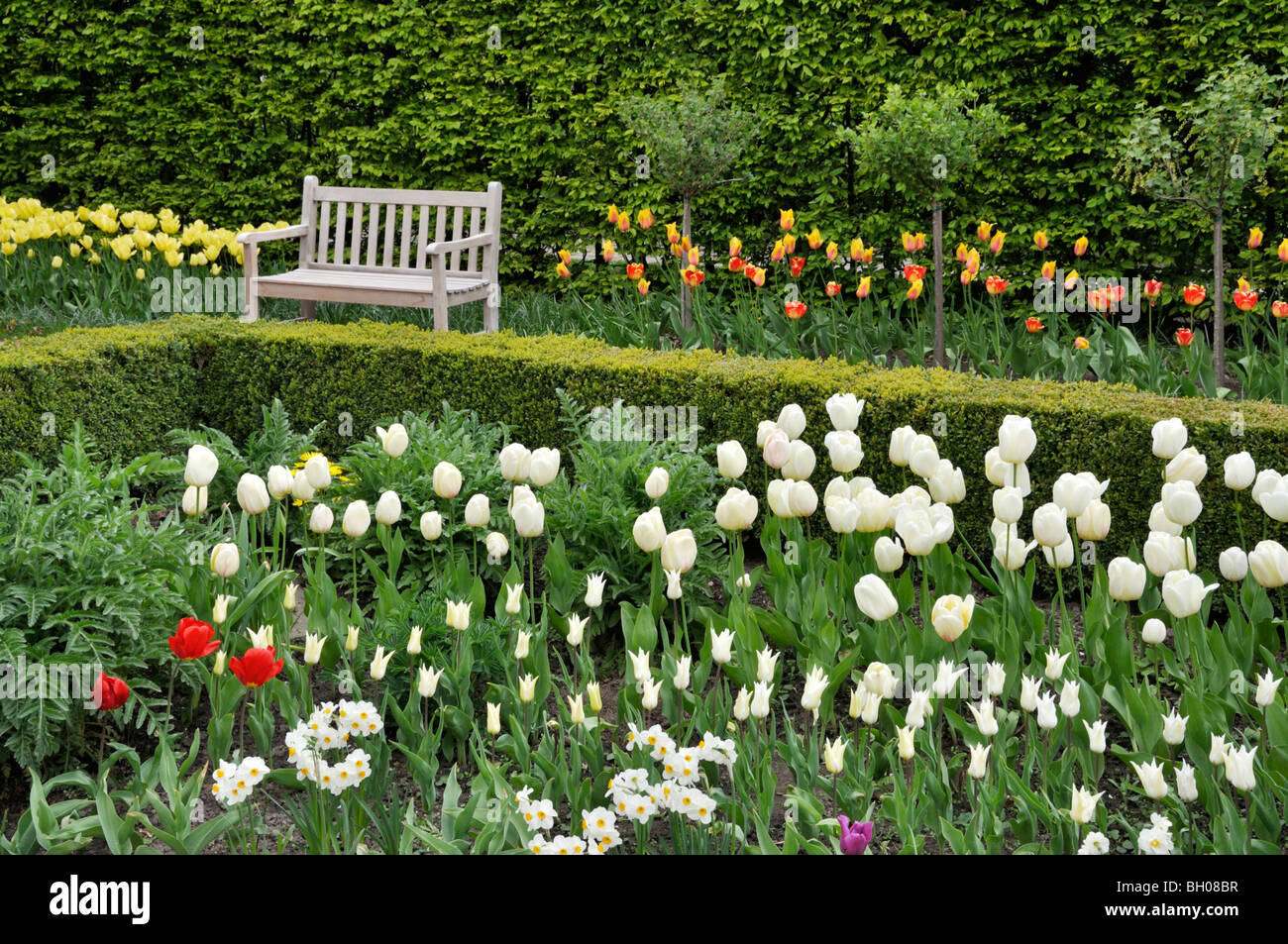 Spring garden with tulips (Tulipa) Stock Photo