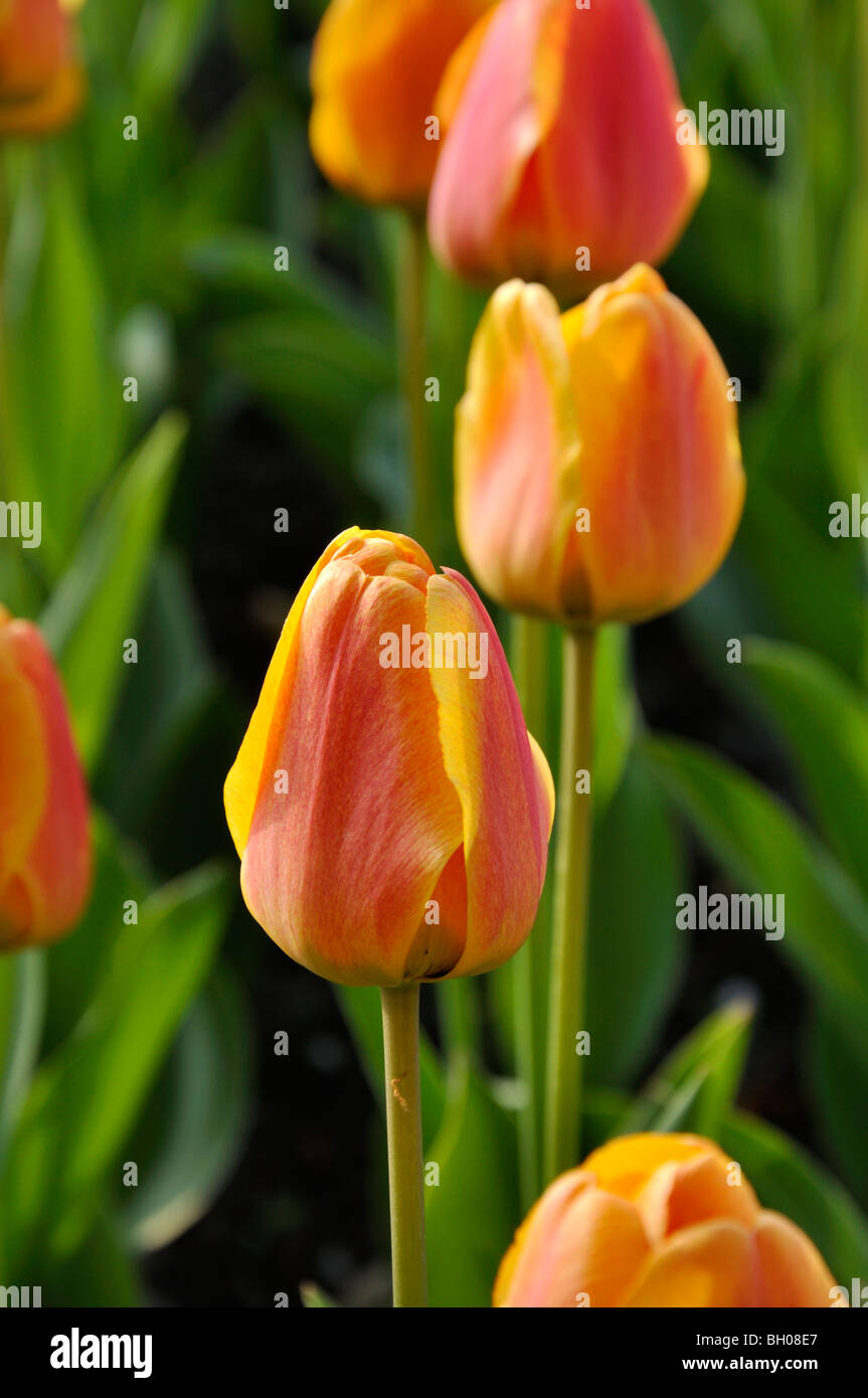 Darwin tulip (Tulipa Beauty of Apeldoorn) Stock Photo