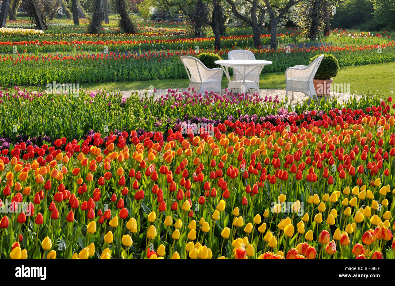 Tulipan, Britzer Garten, Berlin, Germany Stock Photo