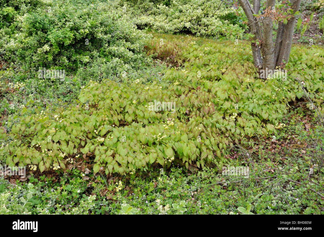 Barrenwort (Epimedium x versicolor) Stock Photo