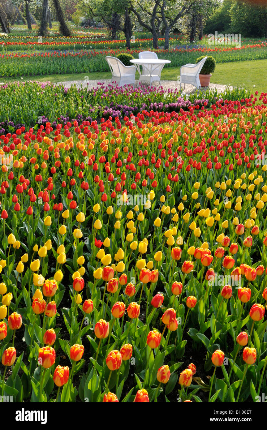 Tulipan, Britzer Garten, Berlin, Germany Stock Photo