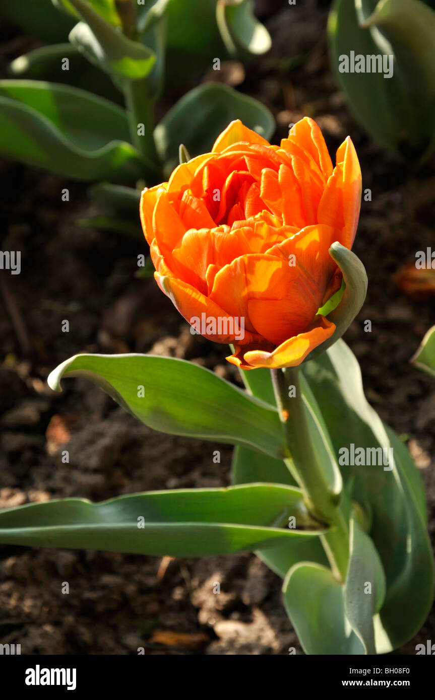 Double late tulip (Tulipa Orange Princess) Stock Photo