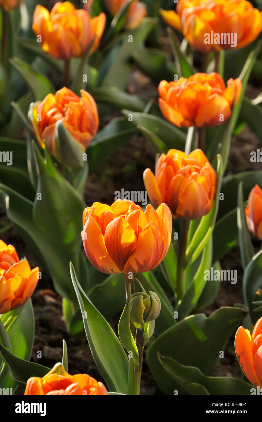 Double late tulip (Tulipa Orange Princess) Stock Photo