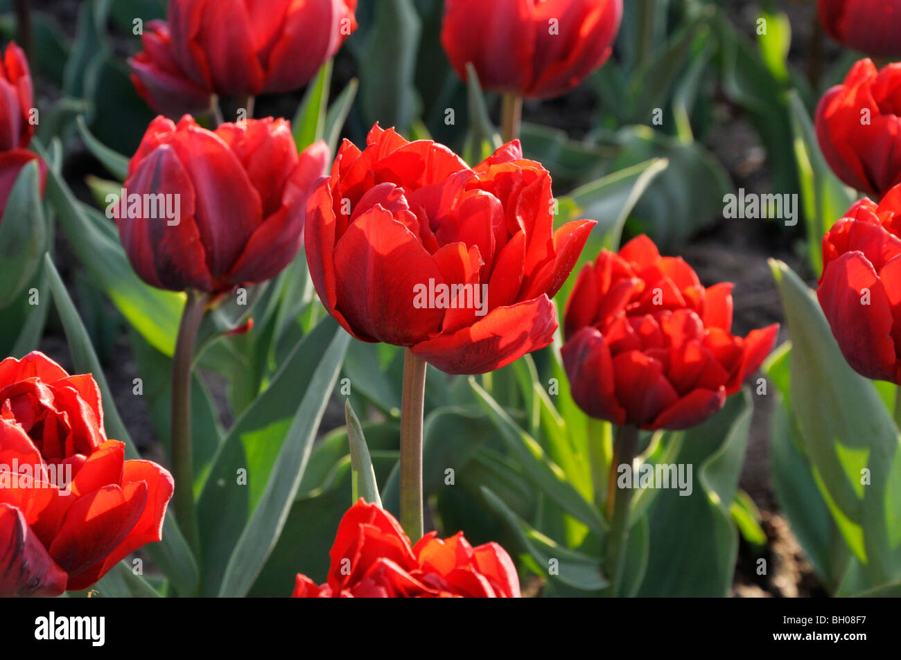 Double late tulip (Tulipa Uncle Tom Stock Photo - Alamy
