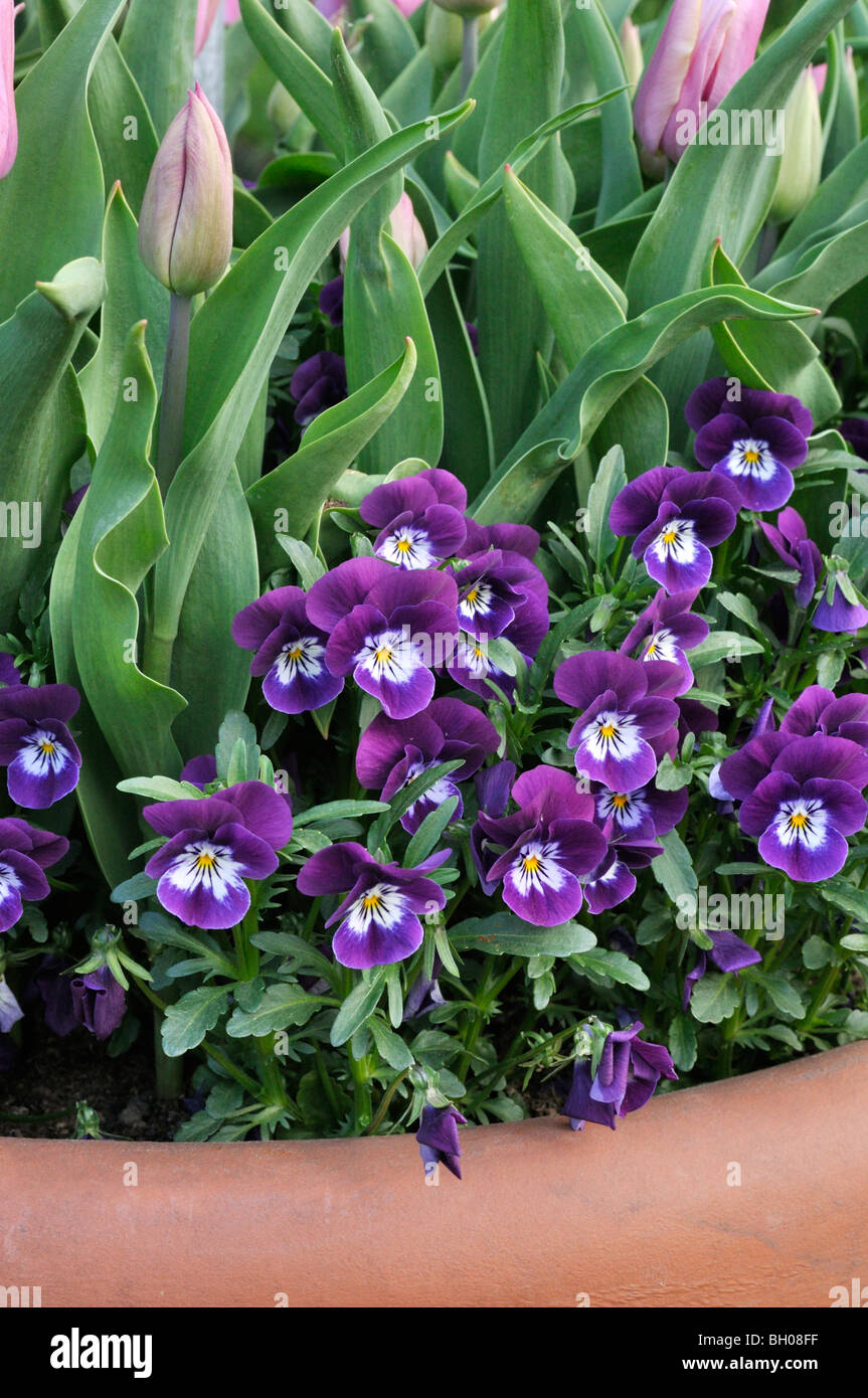 Violet (Viola) and tulip (Tulipa) Stock Photo