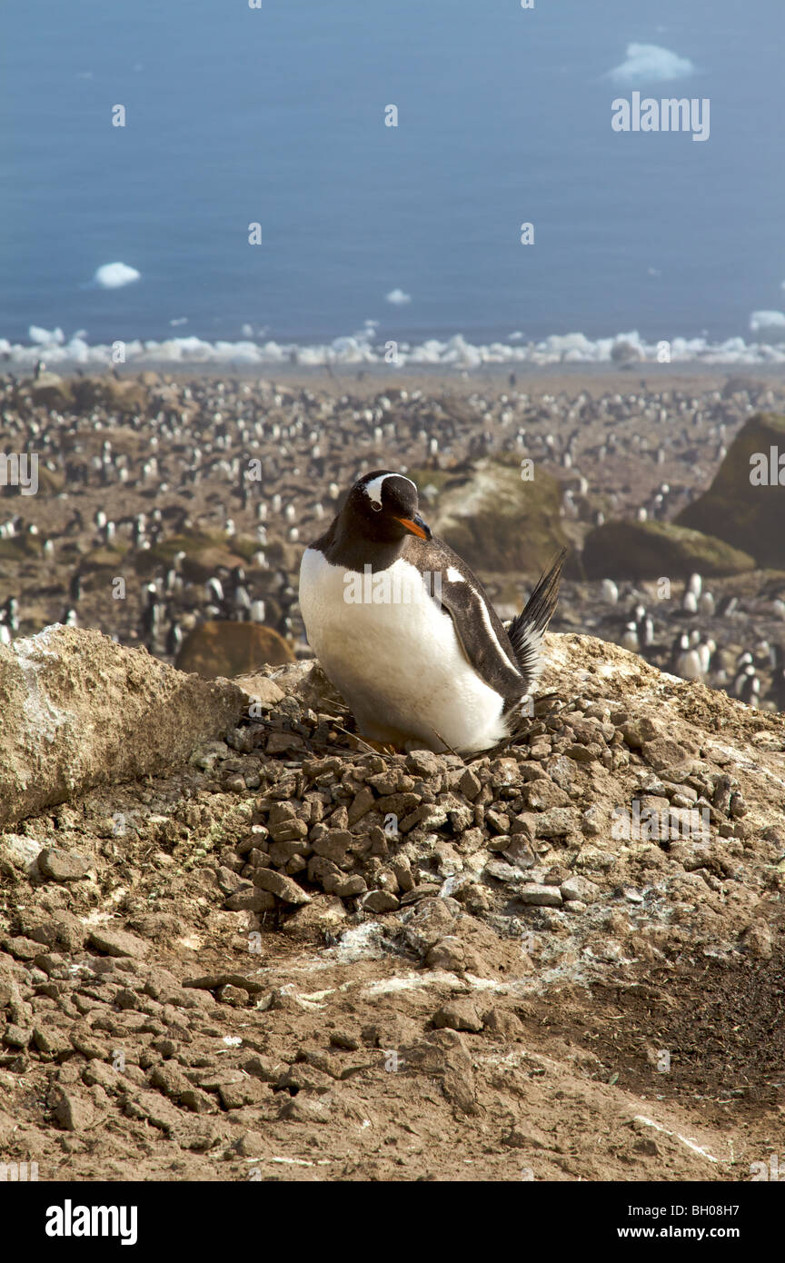 Gentoo and Adelie penguin colony, Brown Bluff, Antarctica. Stock Photo