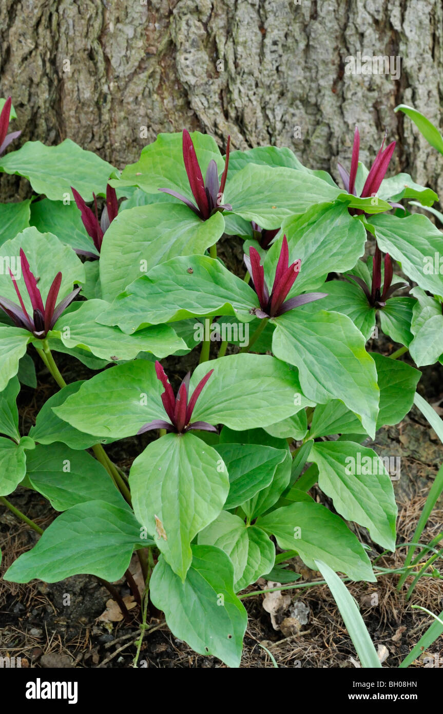 Giant trillium (Trillium chloropetalum) Stock Photo