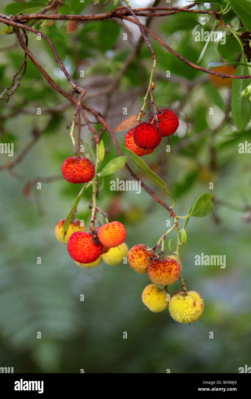 Strawberry Tree, Arbutus unedo 'Elfin King', Ericaceae Stock Photo