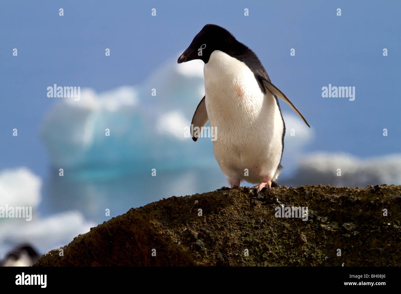 Adelie penguins on nest, Brown Bluff, Antarctica. Stock Photo