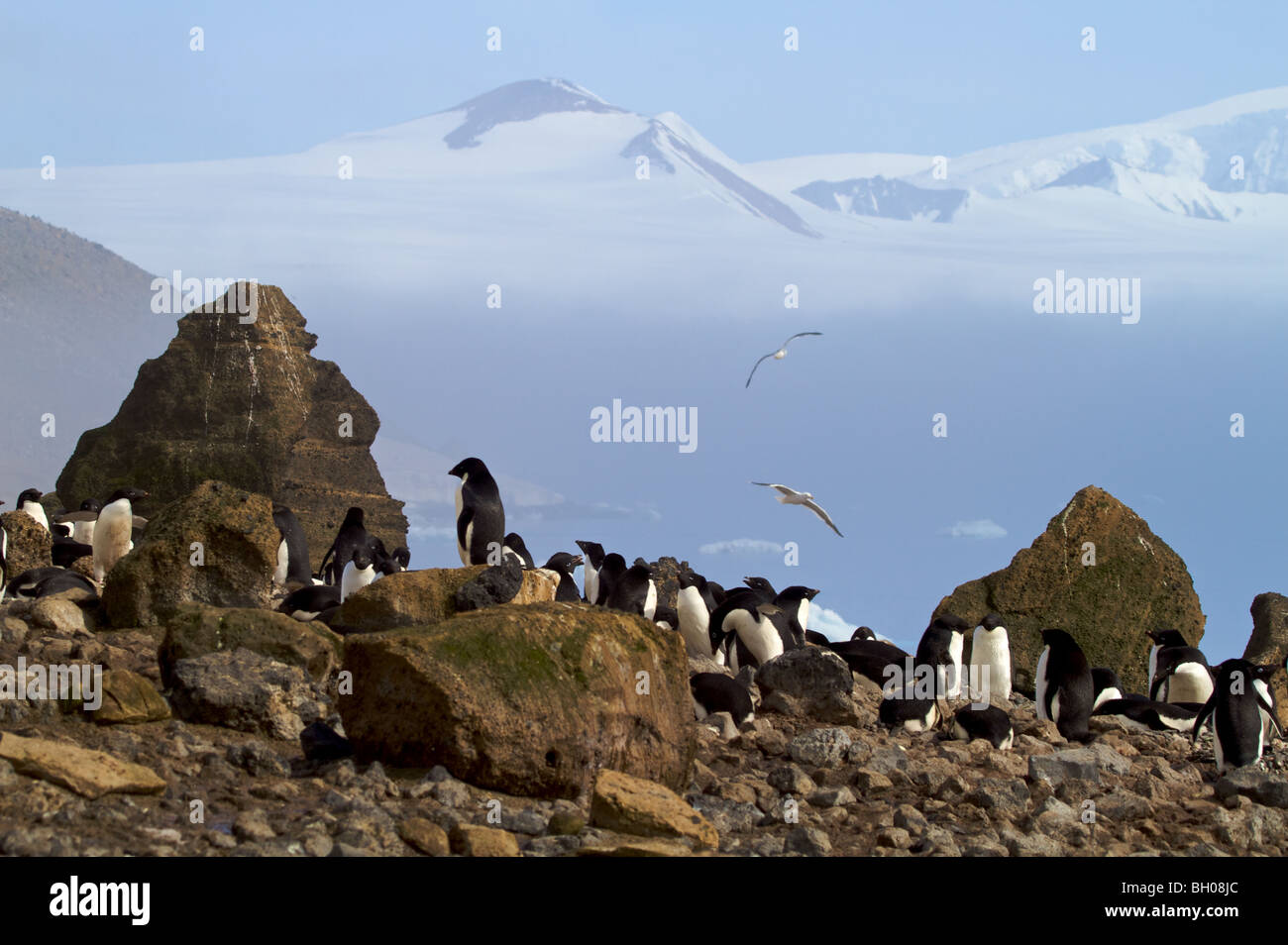 Adelie penguins on nest, Brown Bluff, Antarctica. Stock Photo