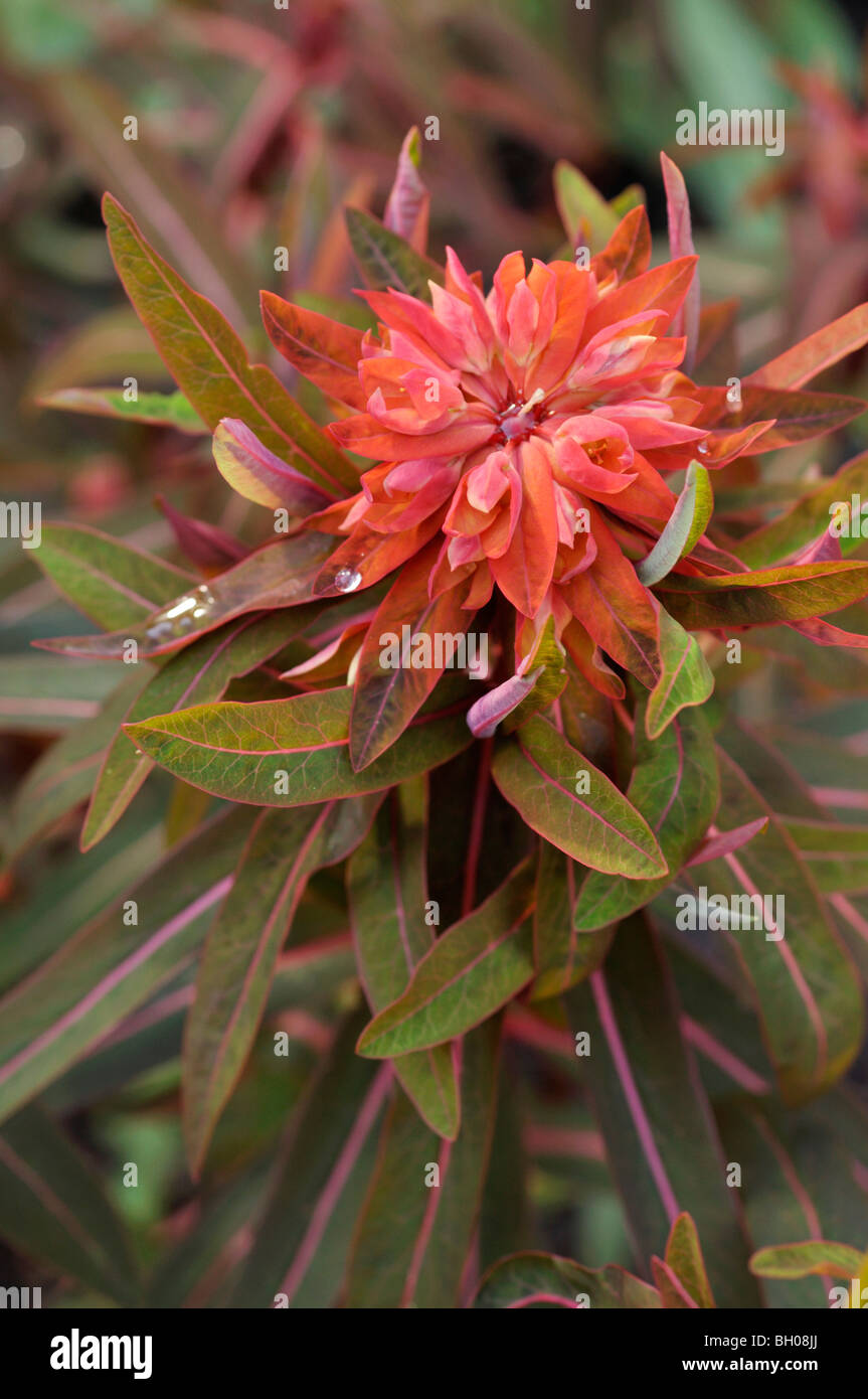 Fireglow spurge (Euphorbia griffithii 'Fireglow' Stock Photo Alamy