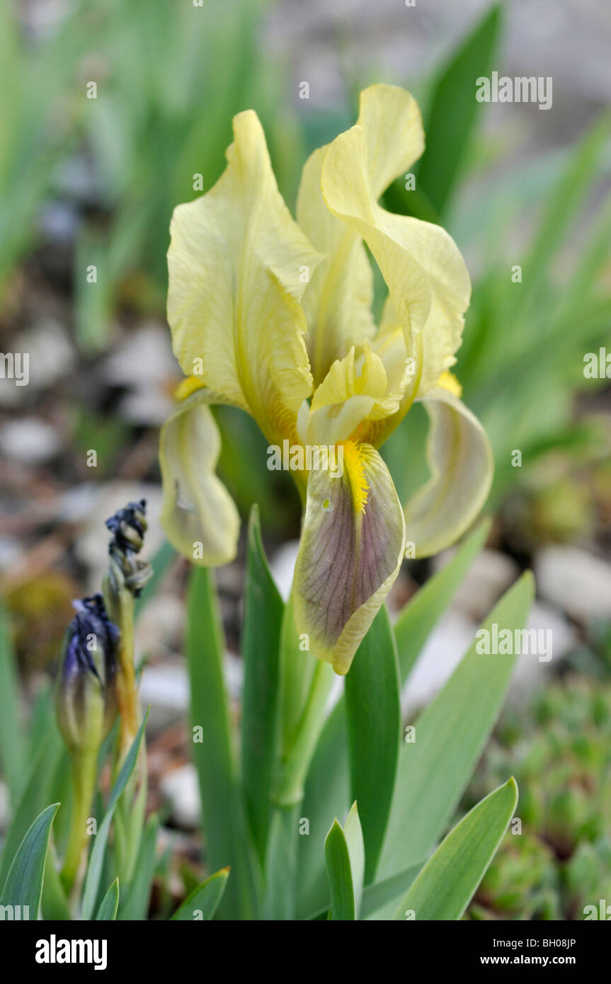 Crimean iris (Iris lutescens) Stock Photo