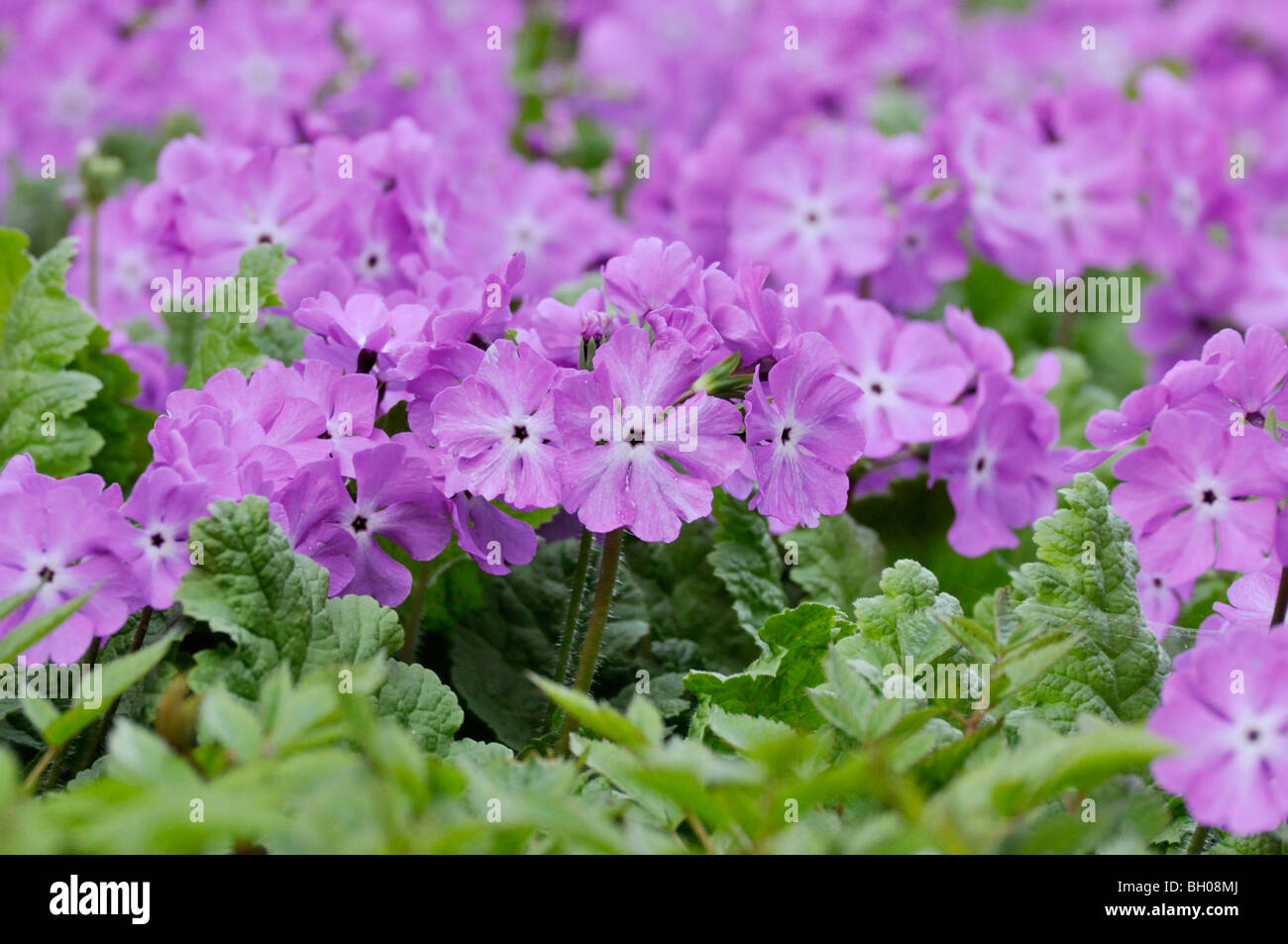 Japanese primrose (Primula sieboldii) Stock Photo