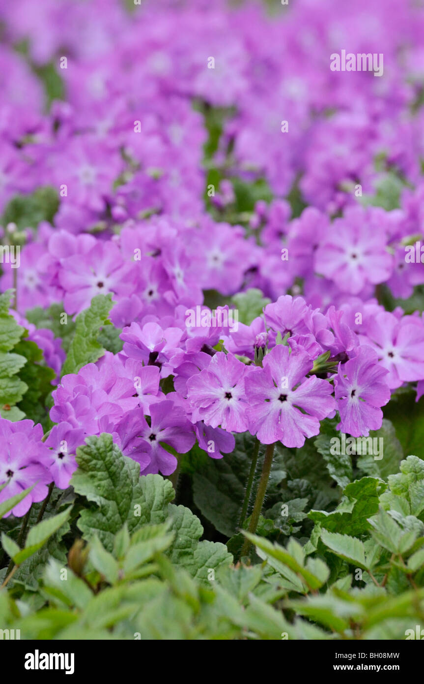 Japanese primrose (Primula sieboldii) Stock Photo