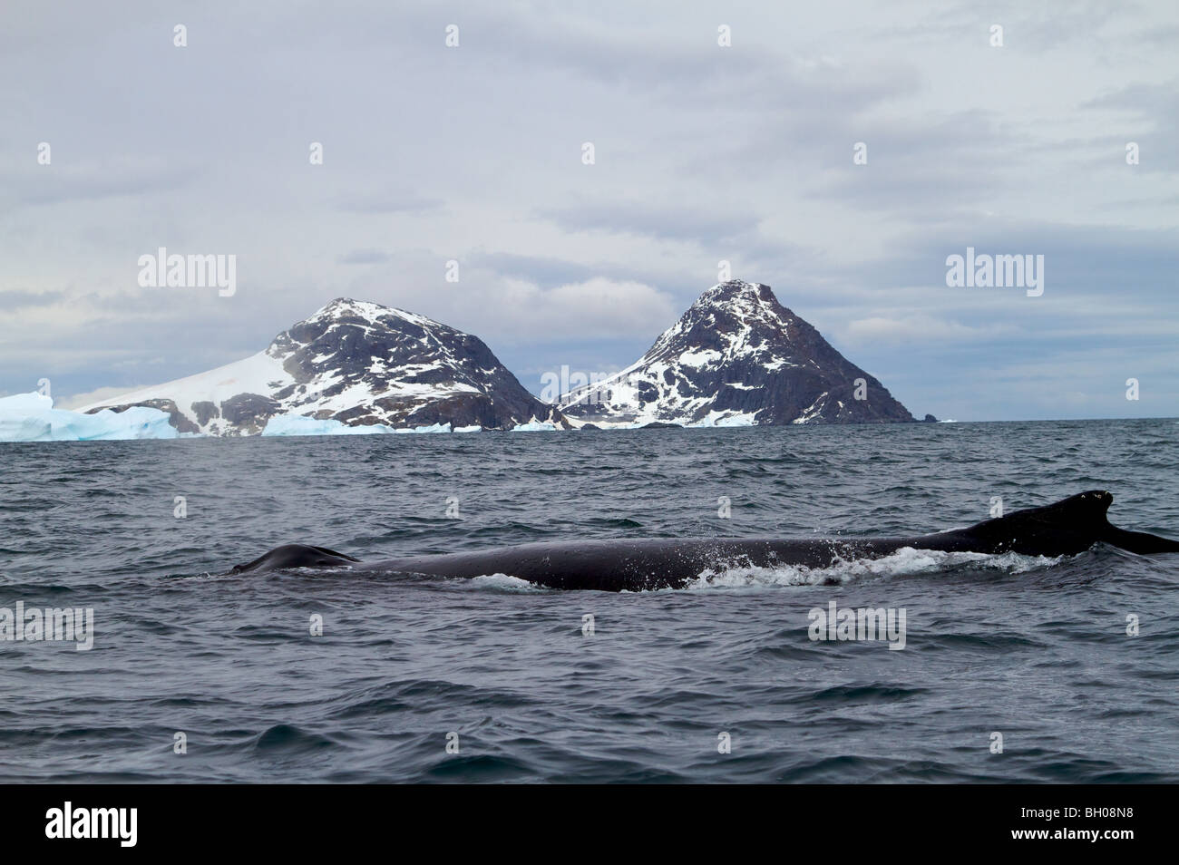 Humpback whales near the Antarctic Peninsula. Stock Photo