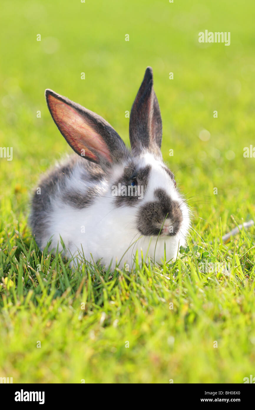 white - gray rabbit lying in a green meadow Stock Photo - Alamy